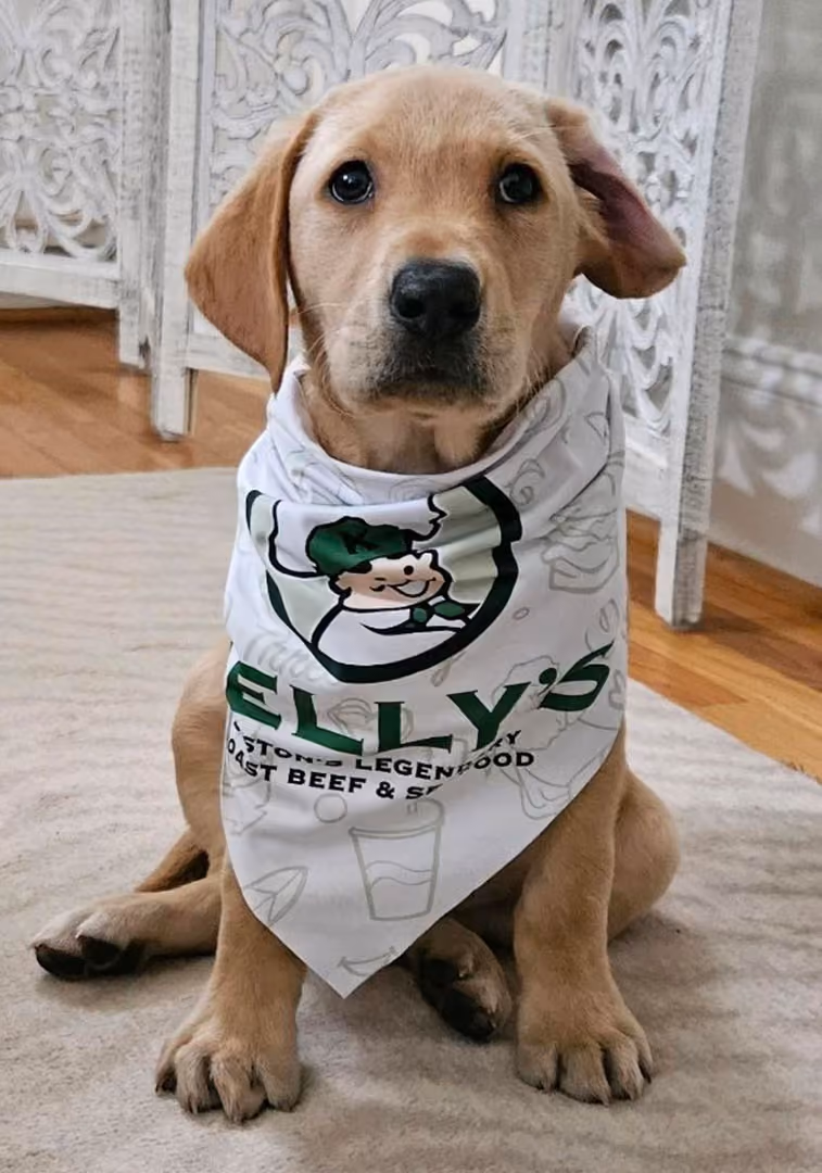 Light brown puppy wearing a white bandana with green Kelly's logo sitting on a beige rug indoors.
