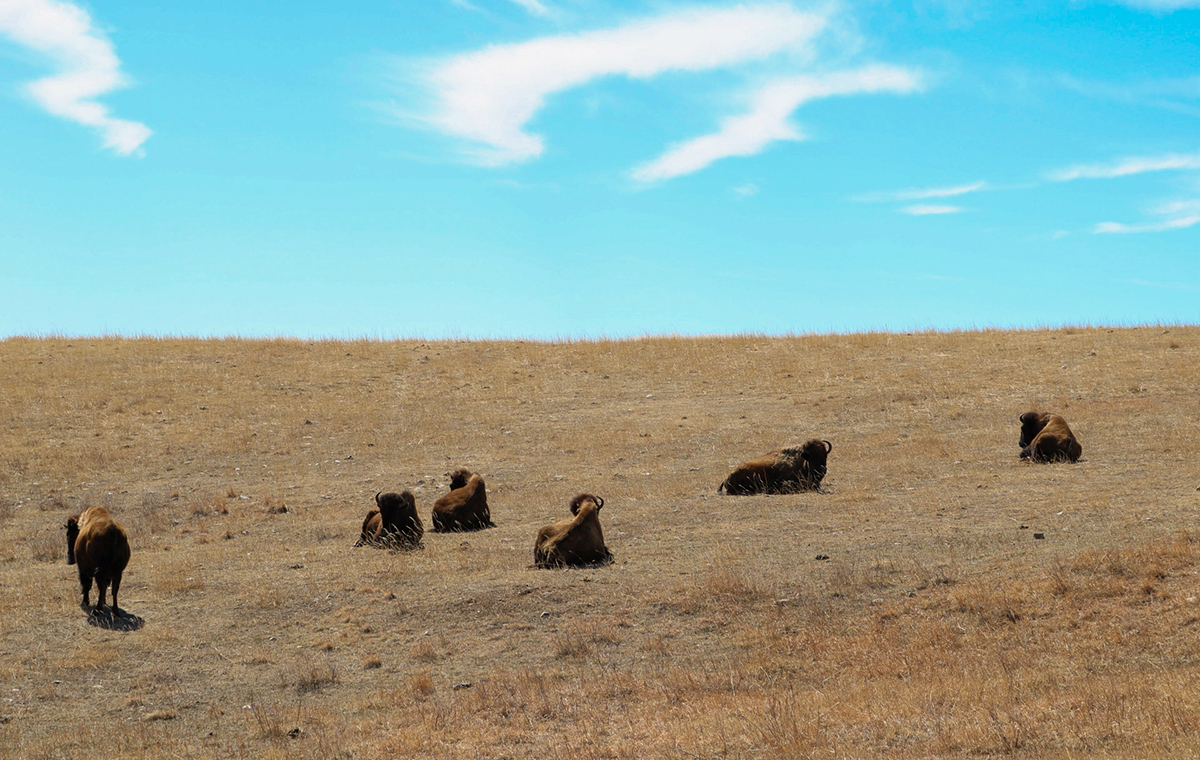 automated monitoring system in urban rooftop garden