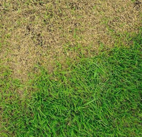 Fix Your Yard: 7 Common Lawn Care Mistakes to Avoid in 2026