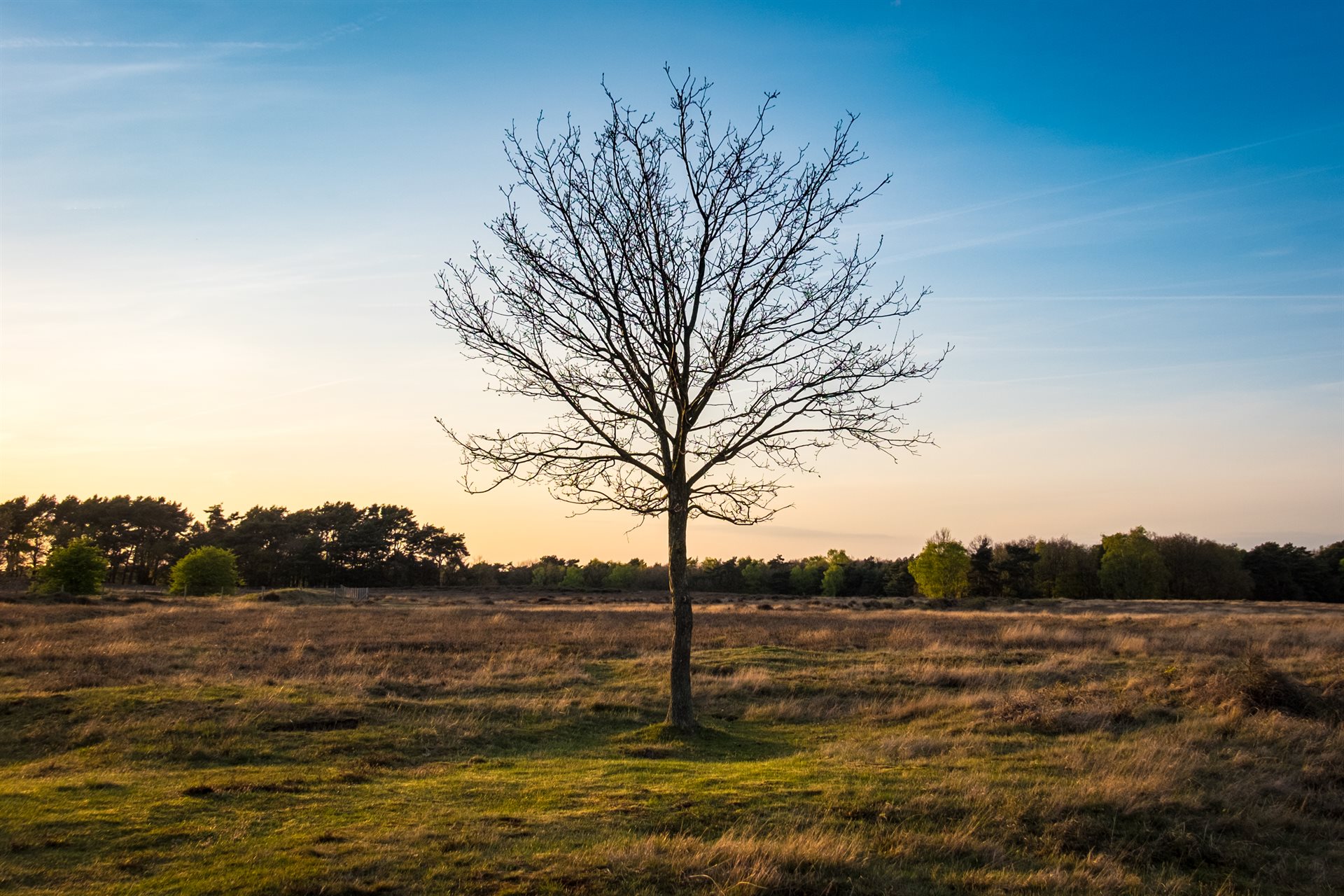 A lone tree on dry, golden heathland in warm evening light