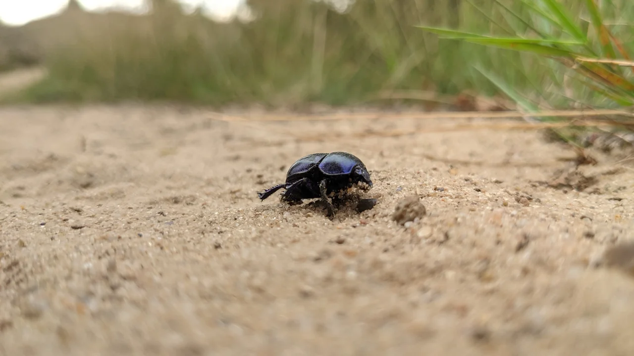 Mistkäfer auf dem sandigen Heideboden in der Ellerndorfer Wacholderheide bei Eimke