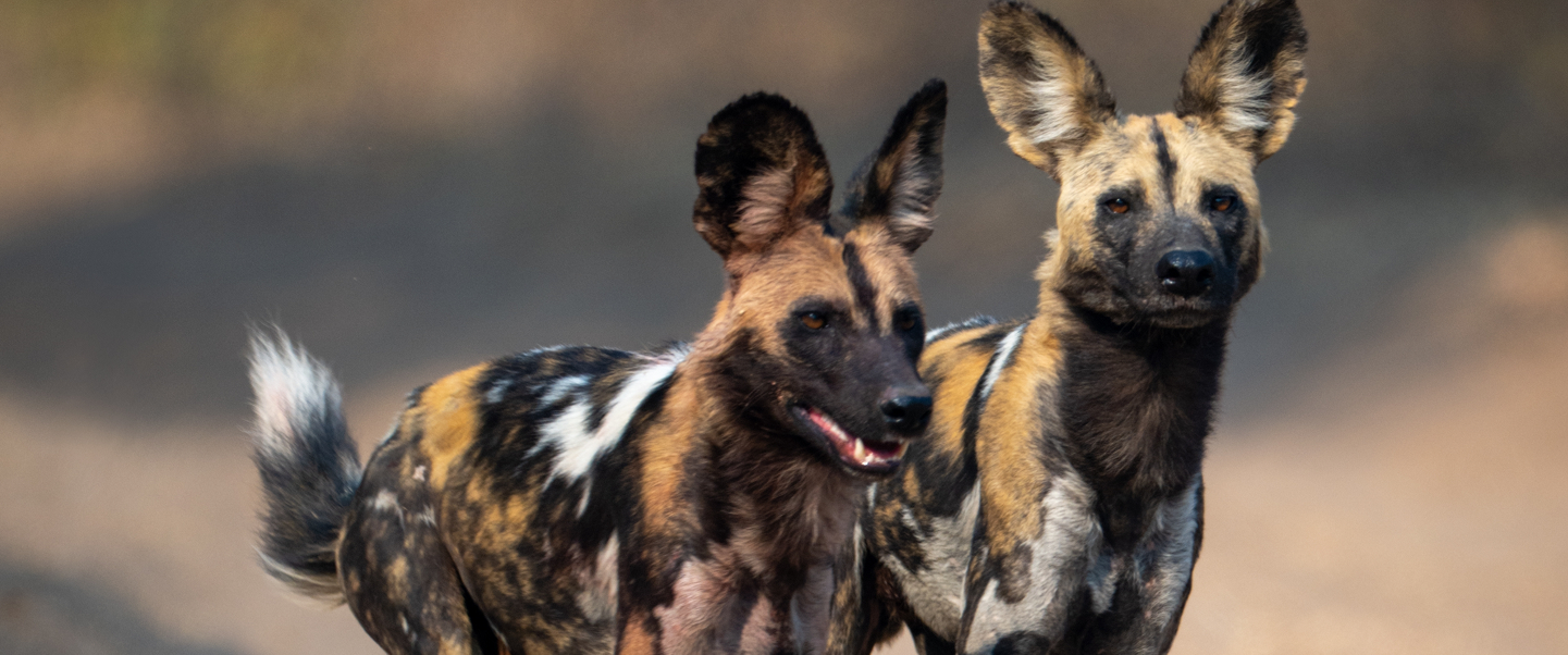 Elephants crossing the Zambezi River in Zambia at sunset.