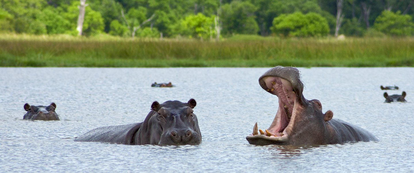 Mokoro canoe gliding through the Okavango Delta in Botswana.