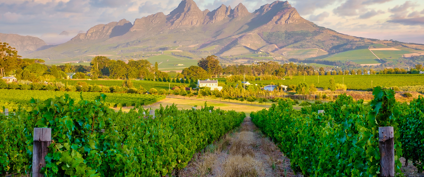 Lion resting in the grasslands of Kruger National Park, South Africa.
