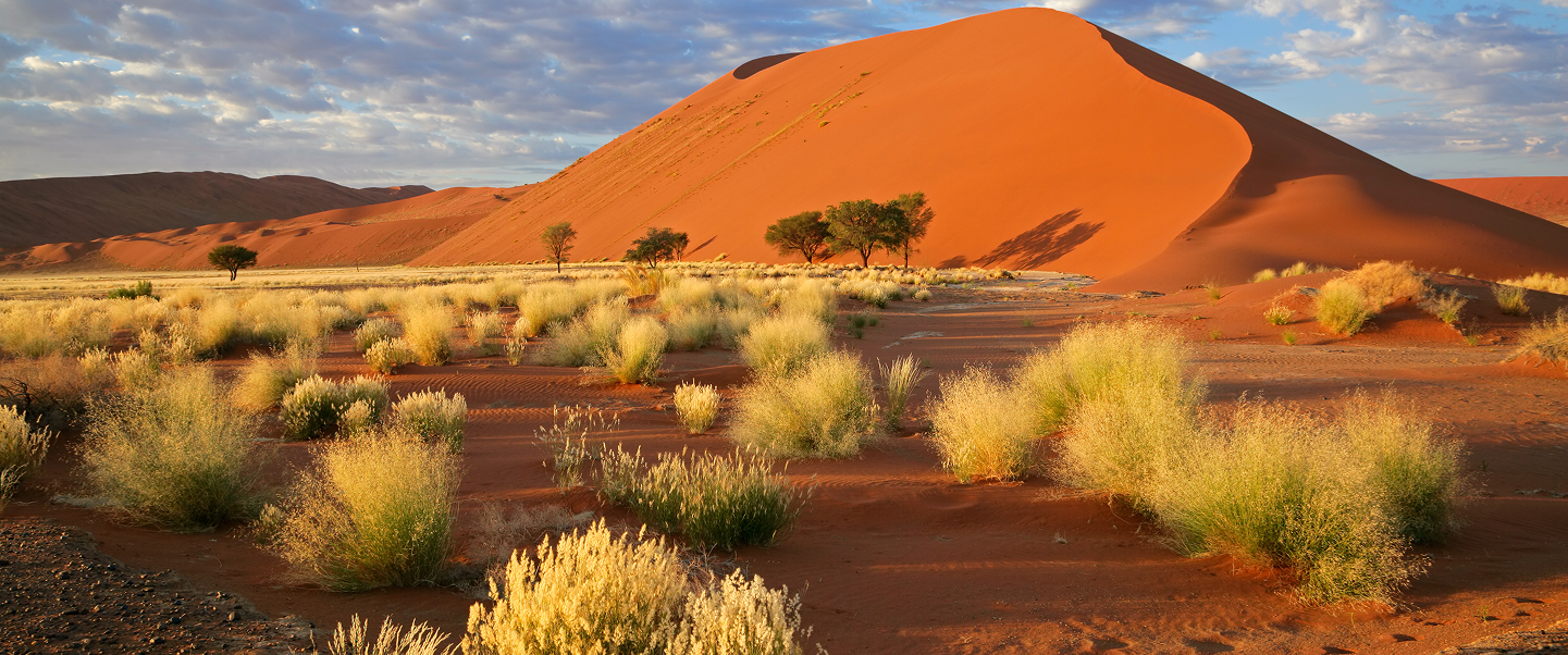 Oryx walking across the red dunes of Namibia’s desert