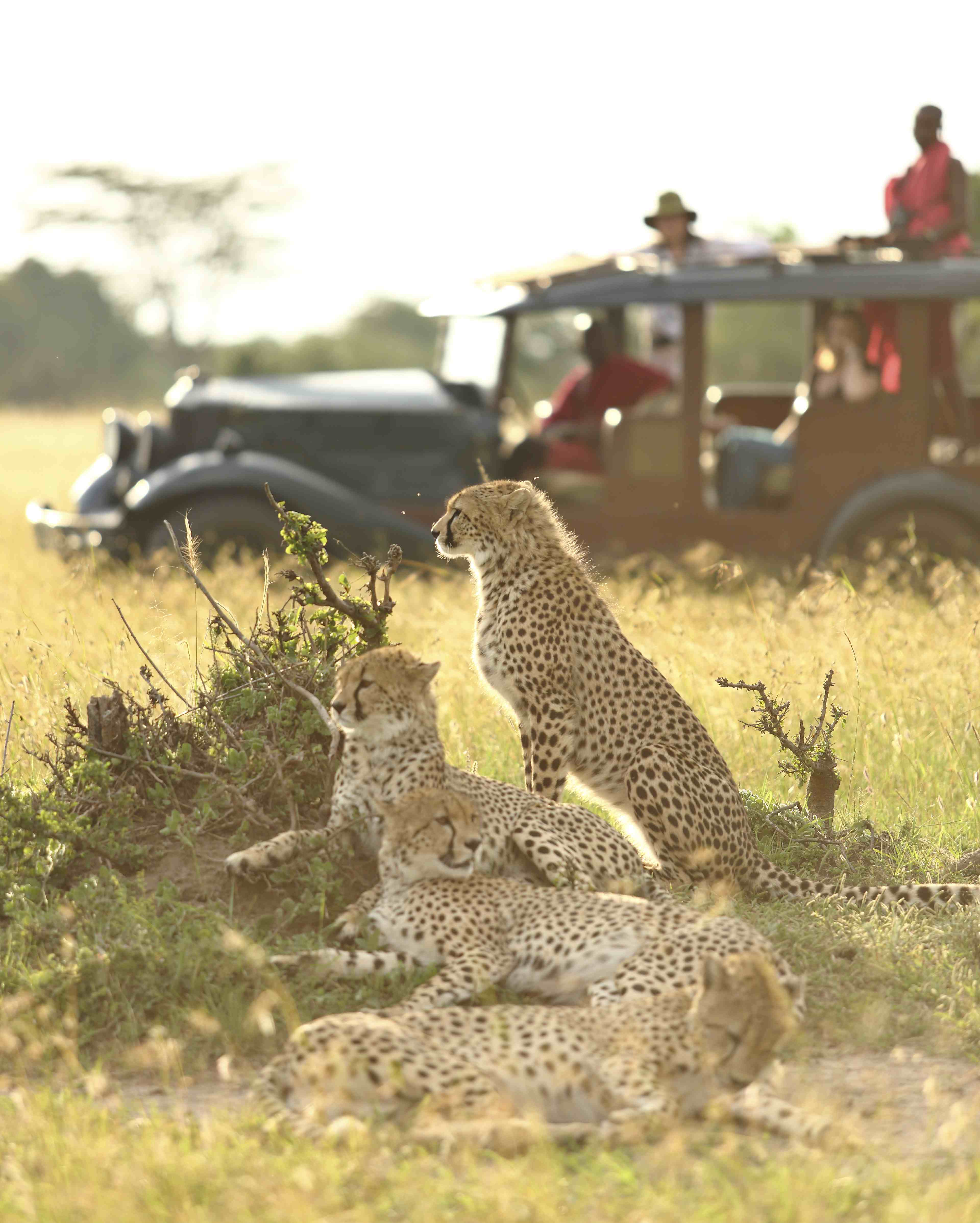 Conservationist monitoring cheetahs in the Maasai Mara.