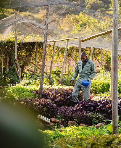 Guest walking through Cottar’s organic vegetable garden.