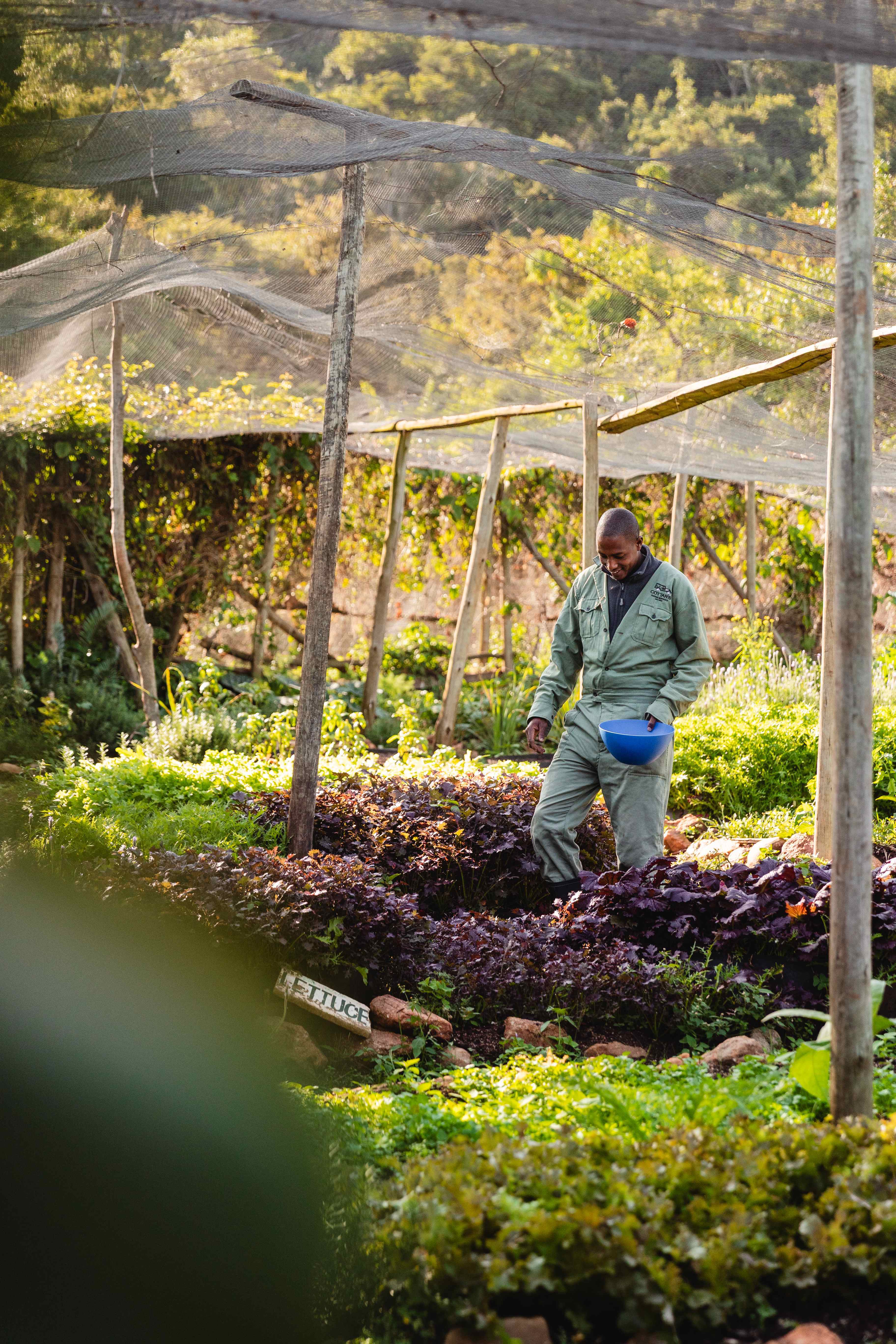 Organic Garden Cottar’s gardener tending to fresh herbs and vegetables in the organic garden, surrounded by lush greenery under a shaded net structure.