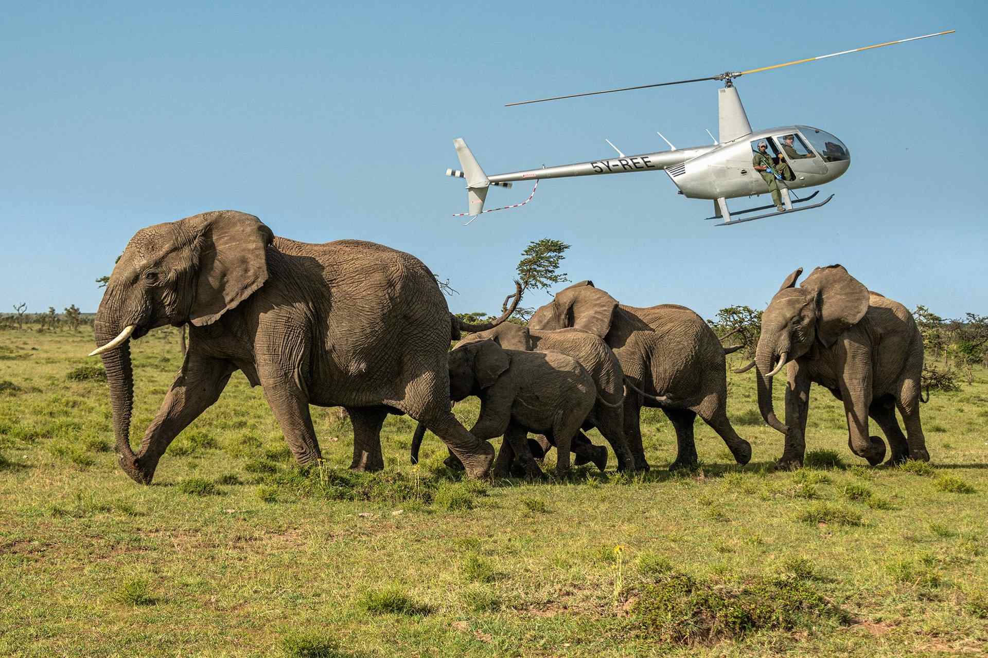 Helicopter flying above elephant herds and savannah.