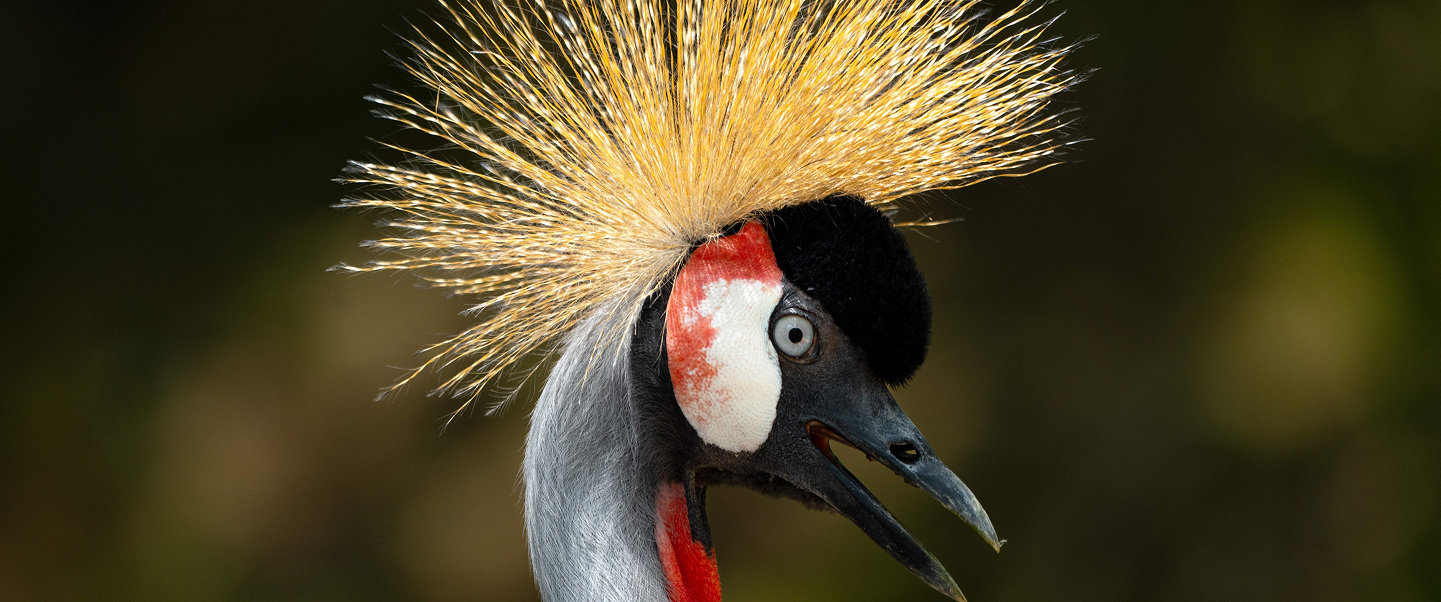 Chimpanzee resting on a tree branch in Uganda’s rainforest.”