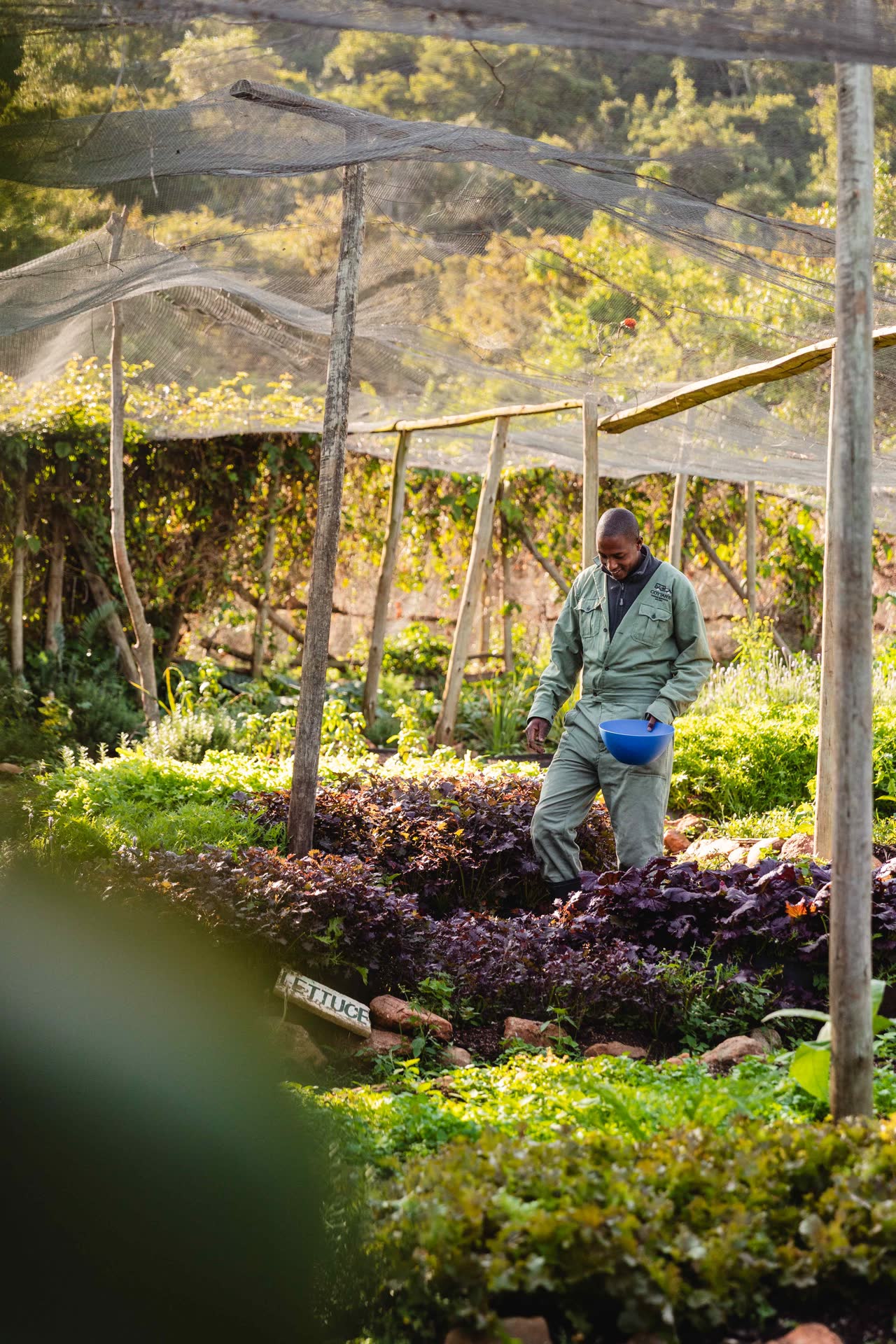 Organic Garden Cottar’s gardener tending to fresh herbs and vegetables in the organic garden, surrounded by lush greenery under a shaded net structure.