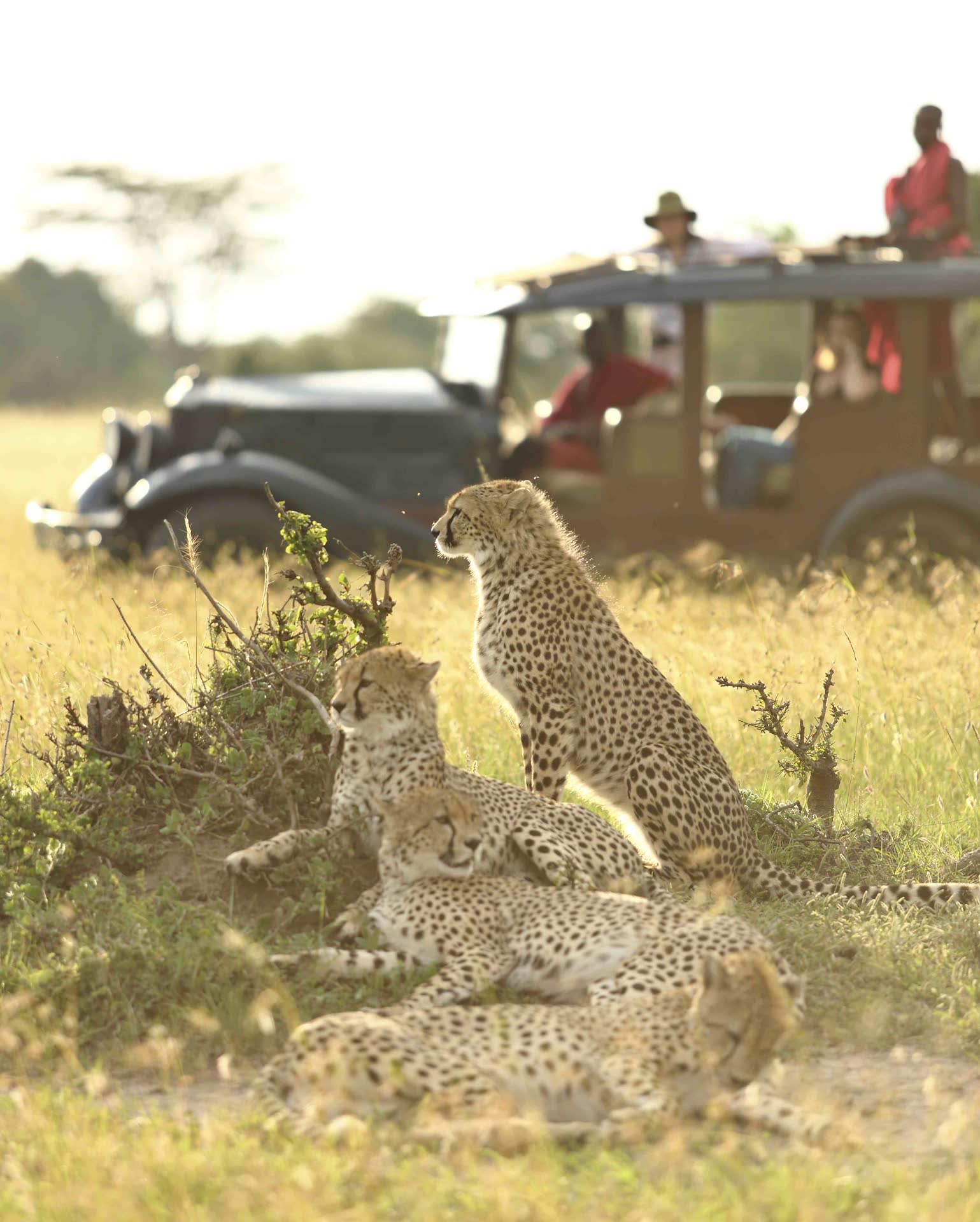Conservationist monitoring cheetahs in the Maasai Mara.