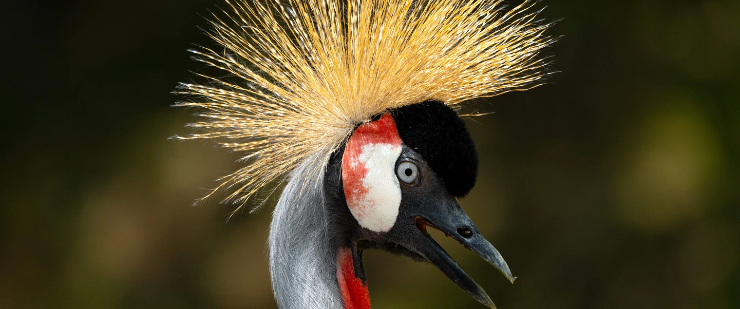 Chimpanzee resting on a tree branch in Uganda’s rainforest.”