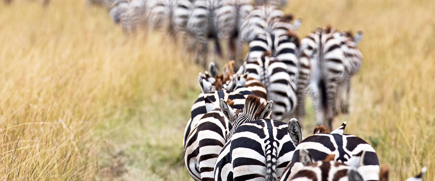 Hippo emerging from water in Kenya’s Maasai Mara.