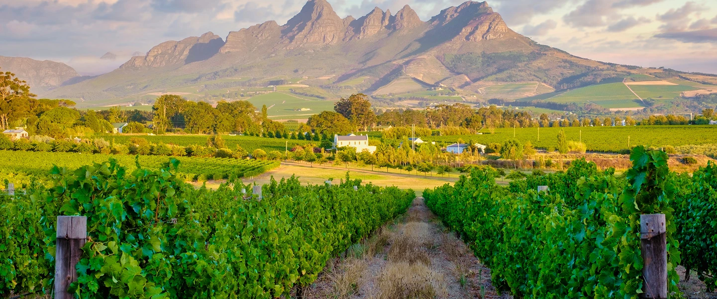 Lion resting in the grasslands of Kruger National Park, South Africa.