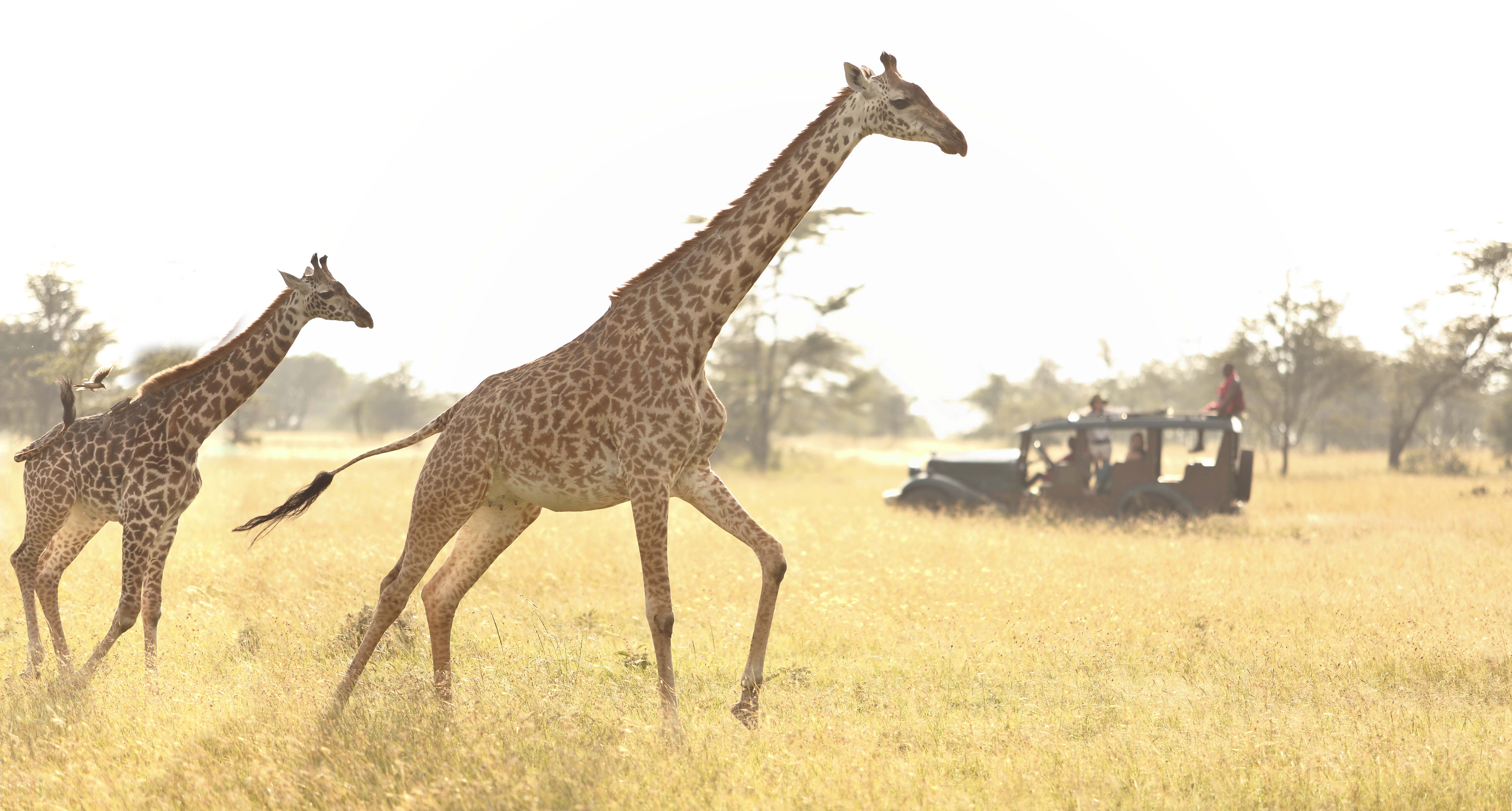 Two giraffes walking across the savanna with a vintage safari vehicle in the background.