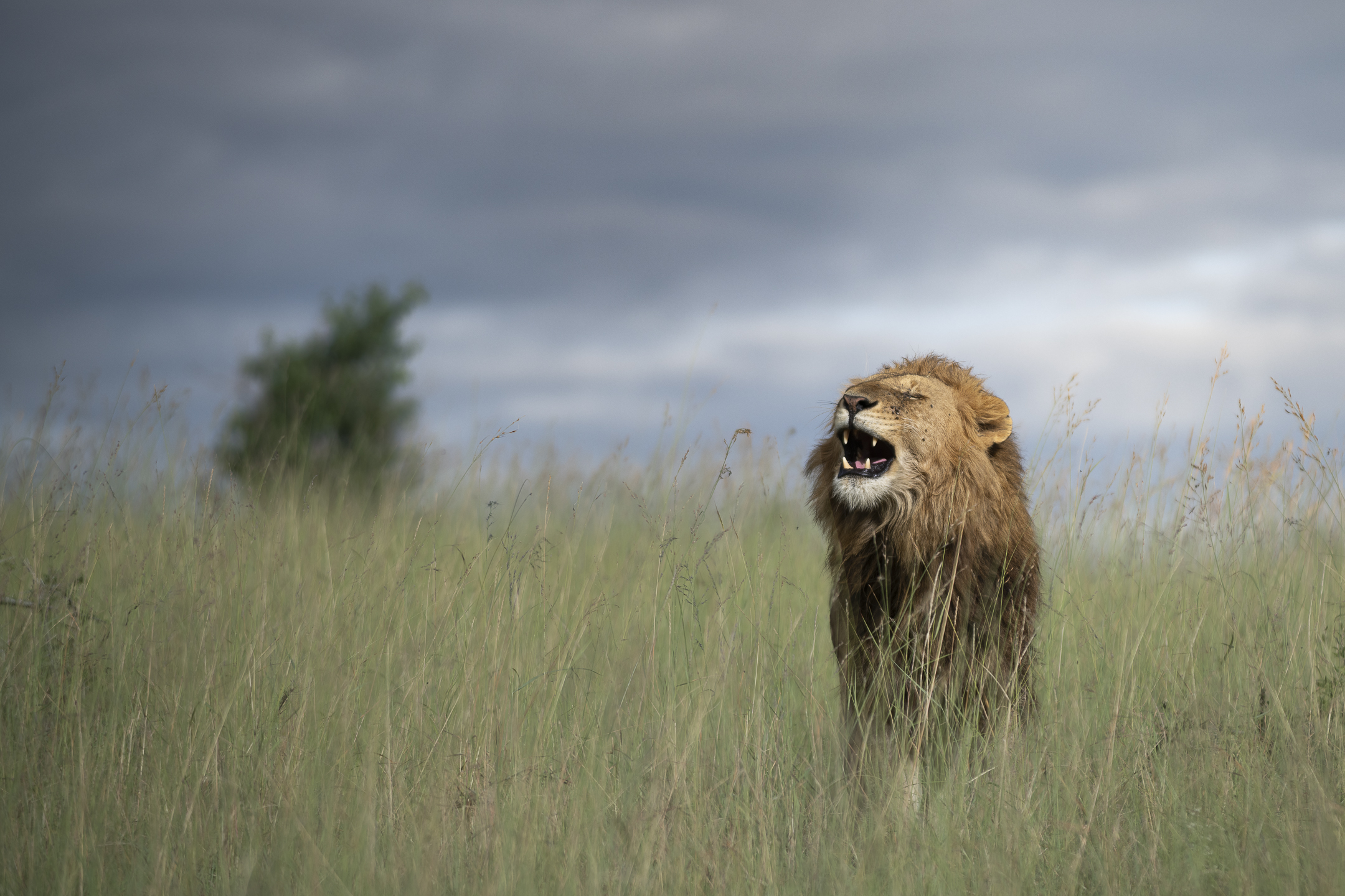 Male lion roaring while standing in tall grass on the Maasai Mara plains.