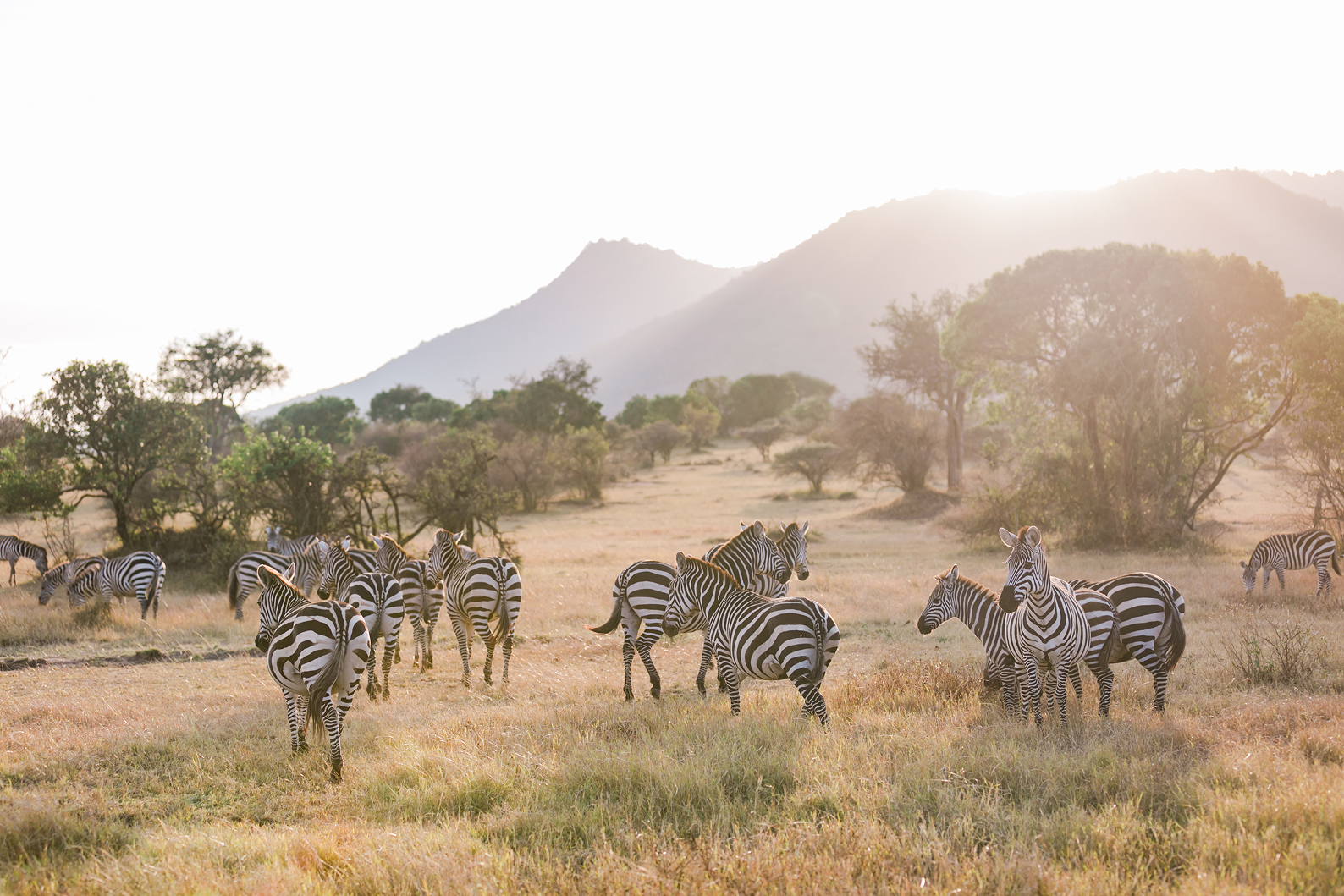 Herd of plains zebras grazing beneath Mount Kilimanjaro in Amboseli National Park, Kenya.