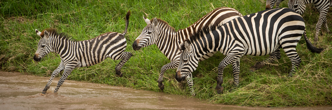 Plains zebra mare and foal crossing a river in the Maasai Mara ecosystem.