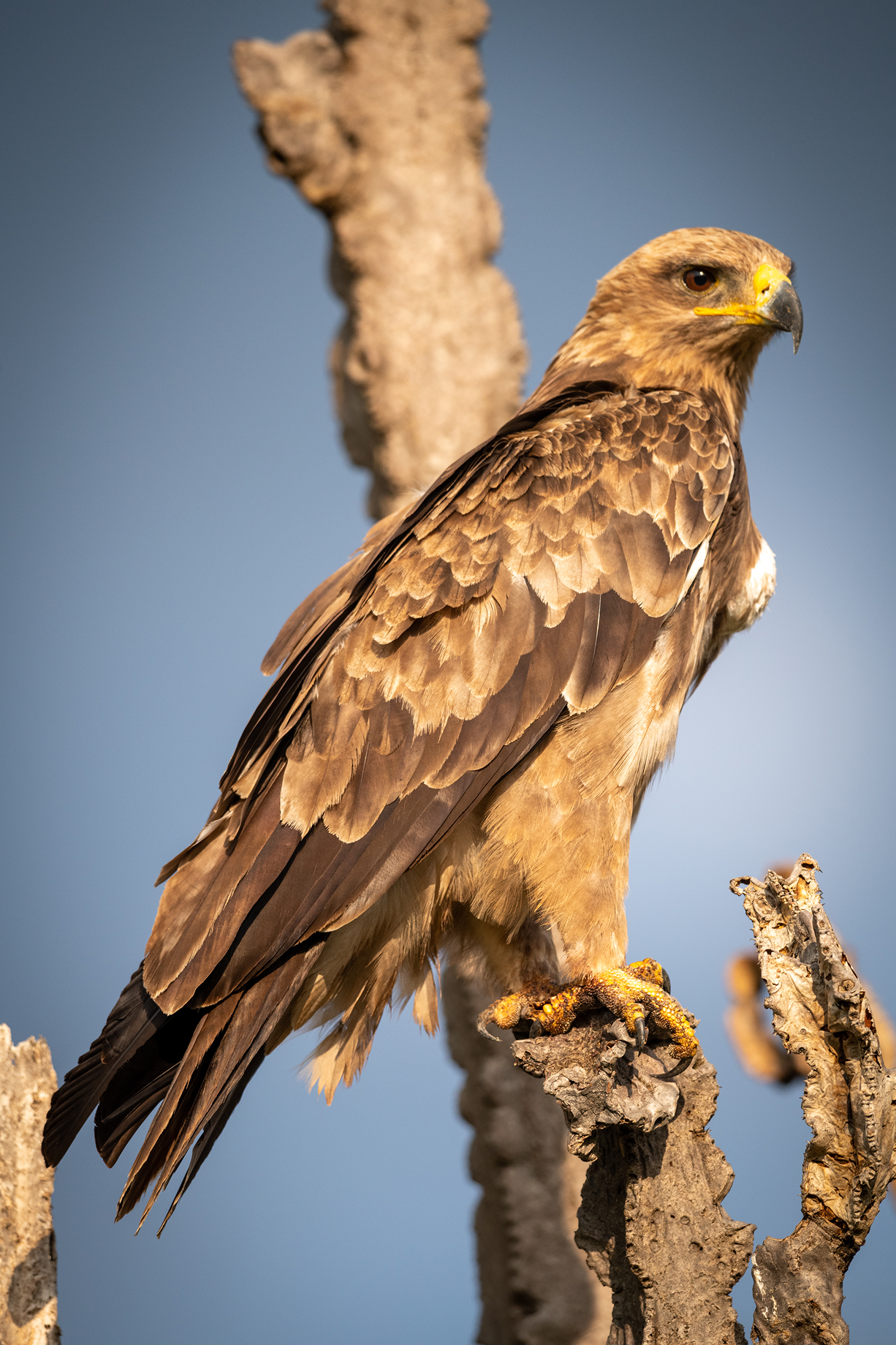 Tawny eagle perched on a weathered tree branch scanning the surrounding savanna for prey.
