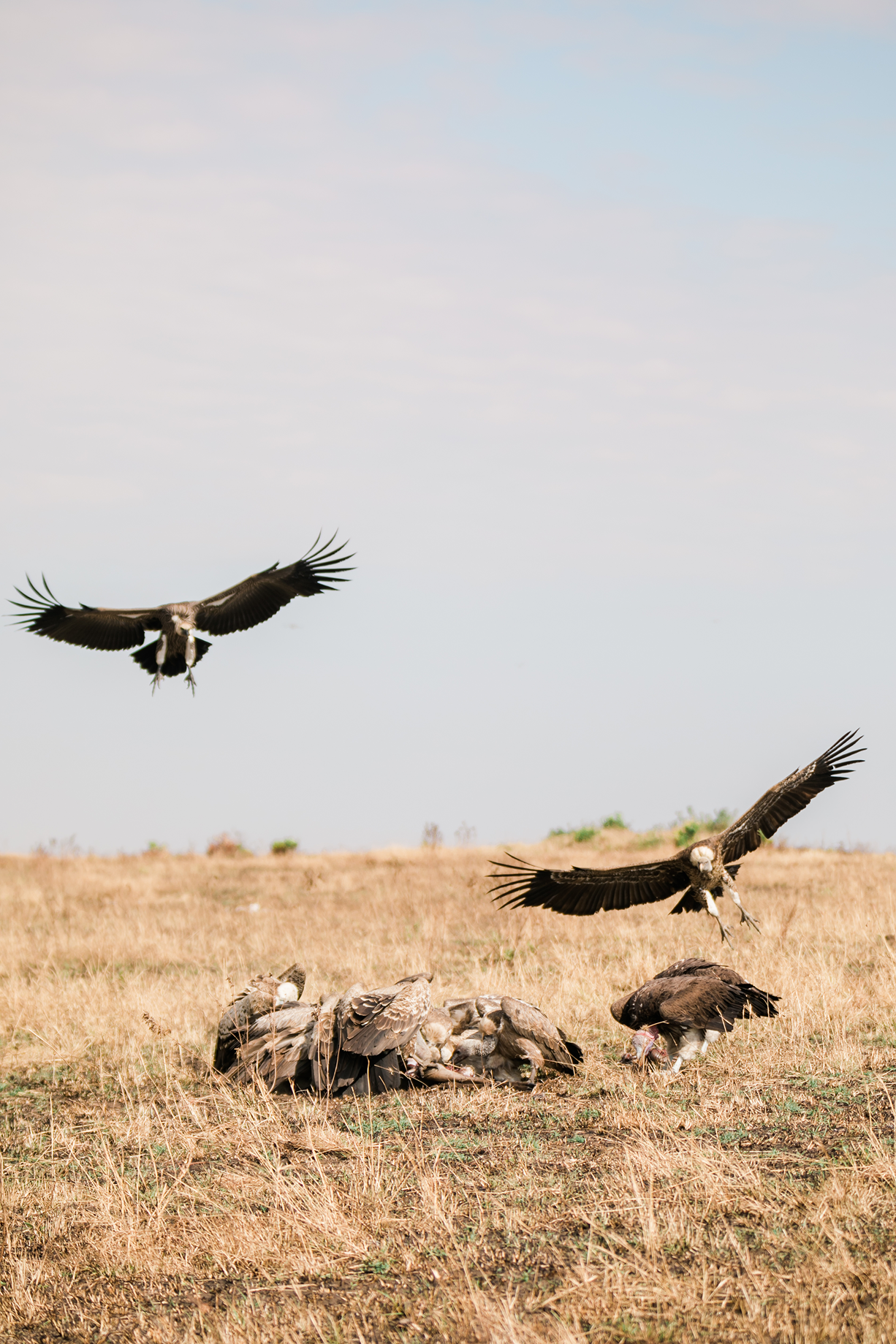 White-backed vultures feeding on a carcass while others circle overhead in the Maasai Mara.