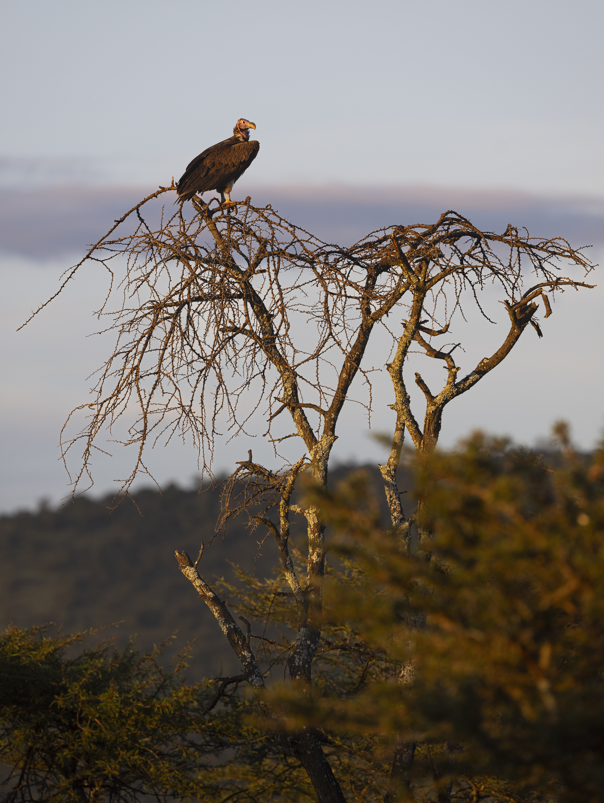 Lappet-faced vulture perched on a leafless acacia tree overlooking the Maasai Mara landscape.