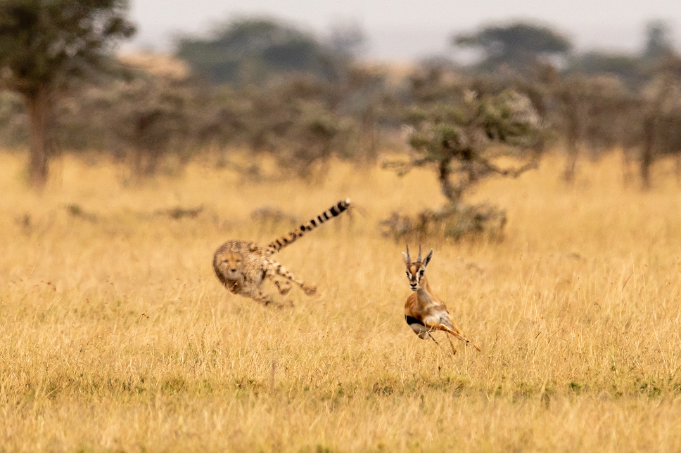 Cheetah chasing a Thomson’s gazelle across the Maasai Mara grasslands.