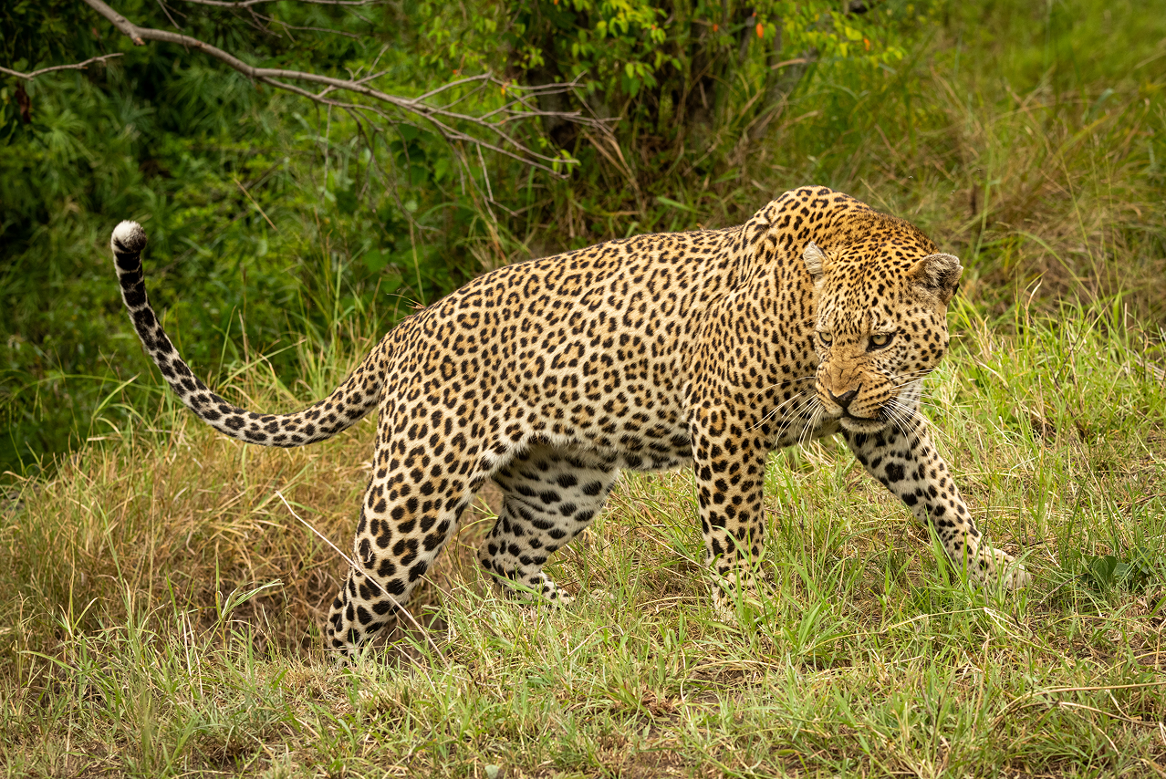 Leopard walking through grassland during a safari in Kenya’s Maasai Mara ecosystem.