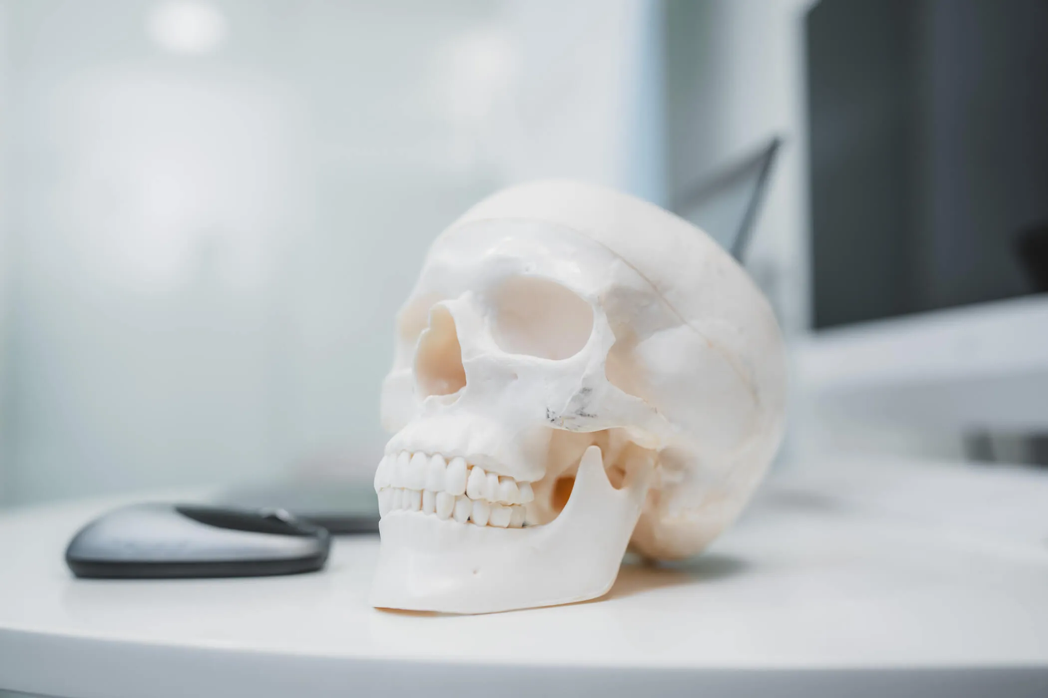 model-czaszki-implantologia-chirurgia-szczekowo-twarzowa-dental-wilanow-warszawa