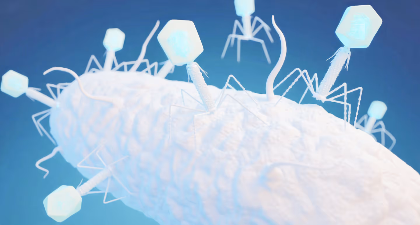 phages attacking a bacteria