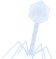 bacteriophage