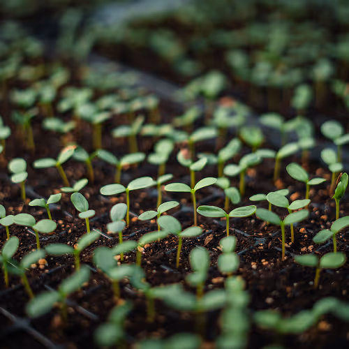 phage solutions can be used for example in agriculture