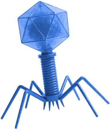 bacteriophage
