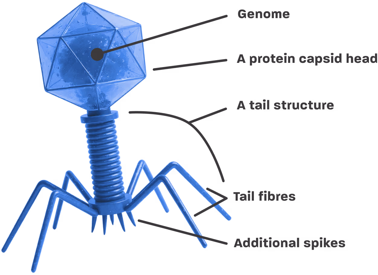 Bacteriophage structure