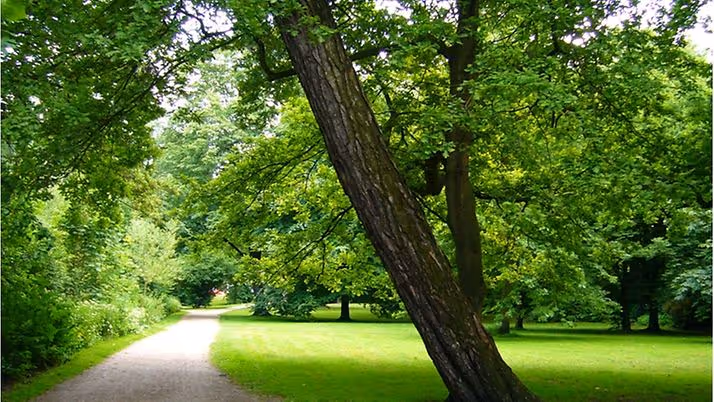 Hundephysiotherapie zu Hause in Hamburg-Rotherbaum