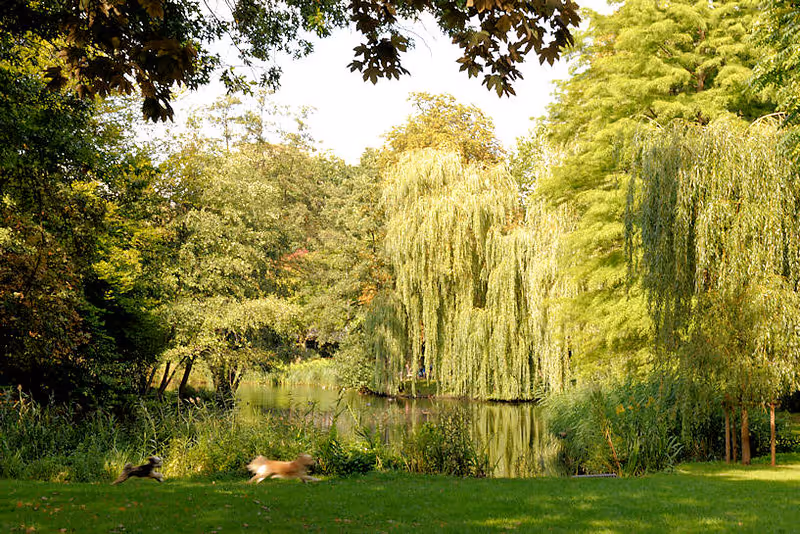 Mobile Hundephysiotherapie in Hamburg Blankenese