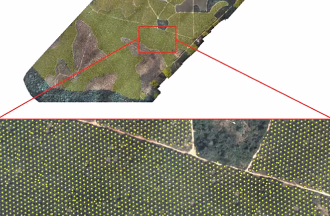 Aerial view of a forested area with a highlighted rectangular section zoomed in to show a grid of yellow dots over trees near dirt paths.