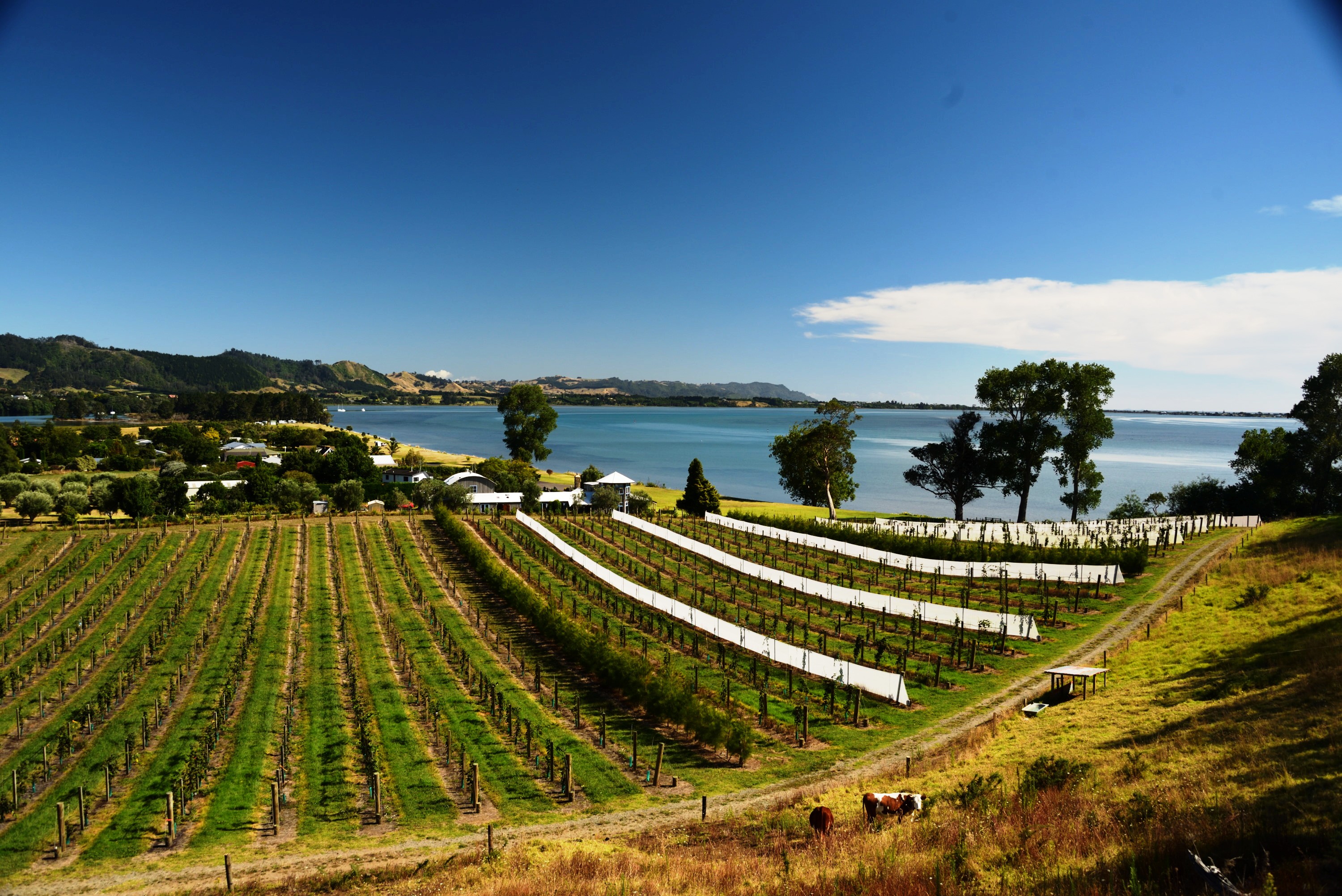 Photo of Ongare Point orchard looking out to the harbour