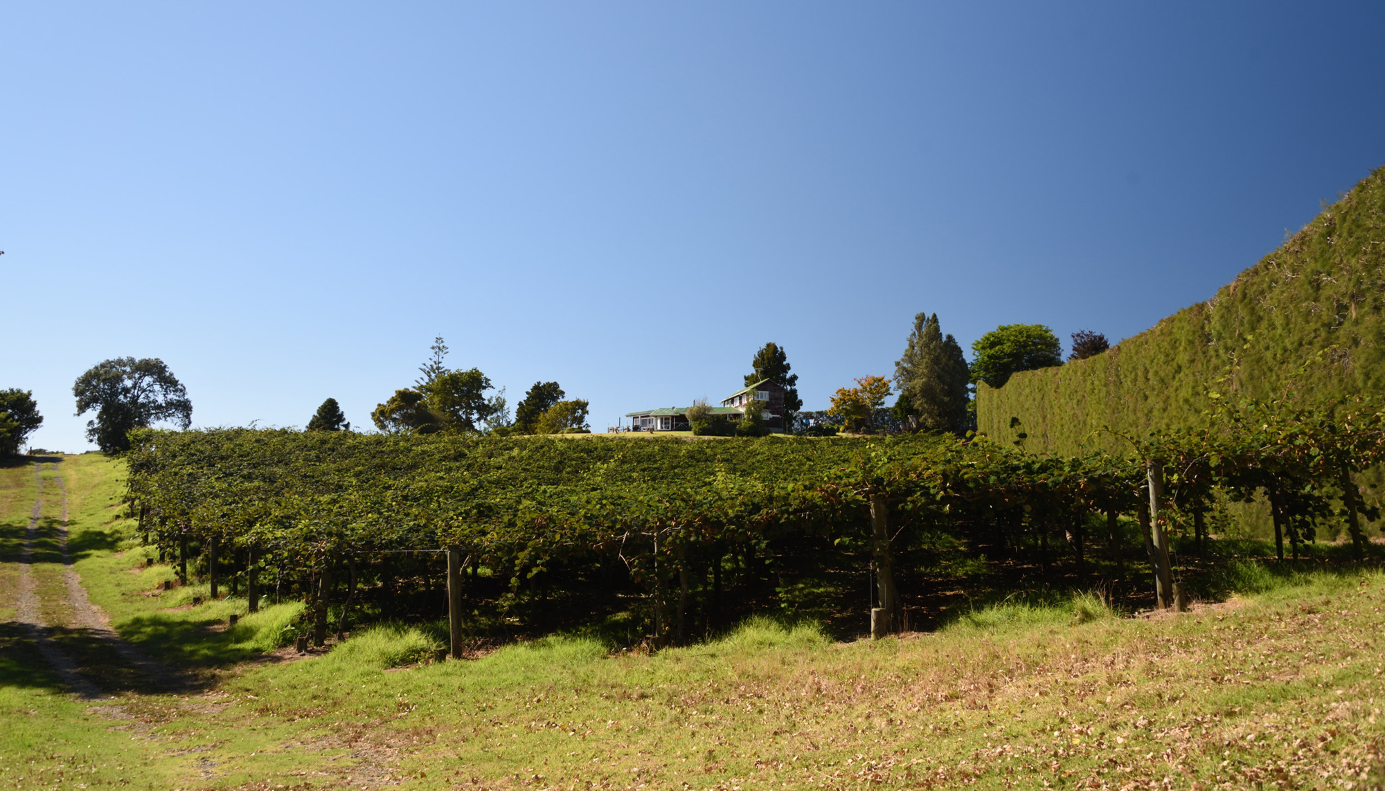 Ongare Point orchard