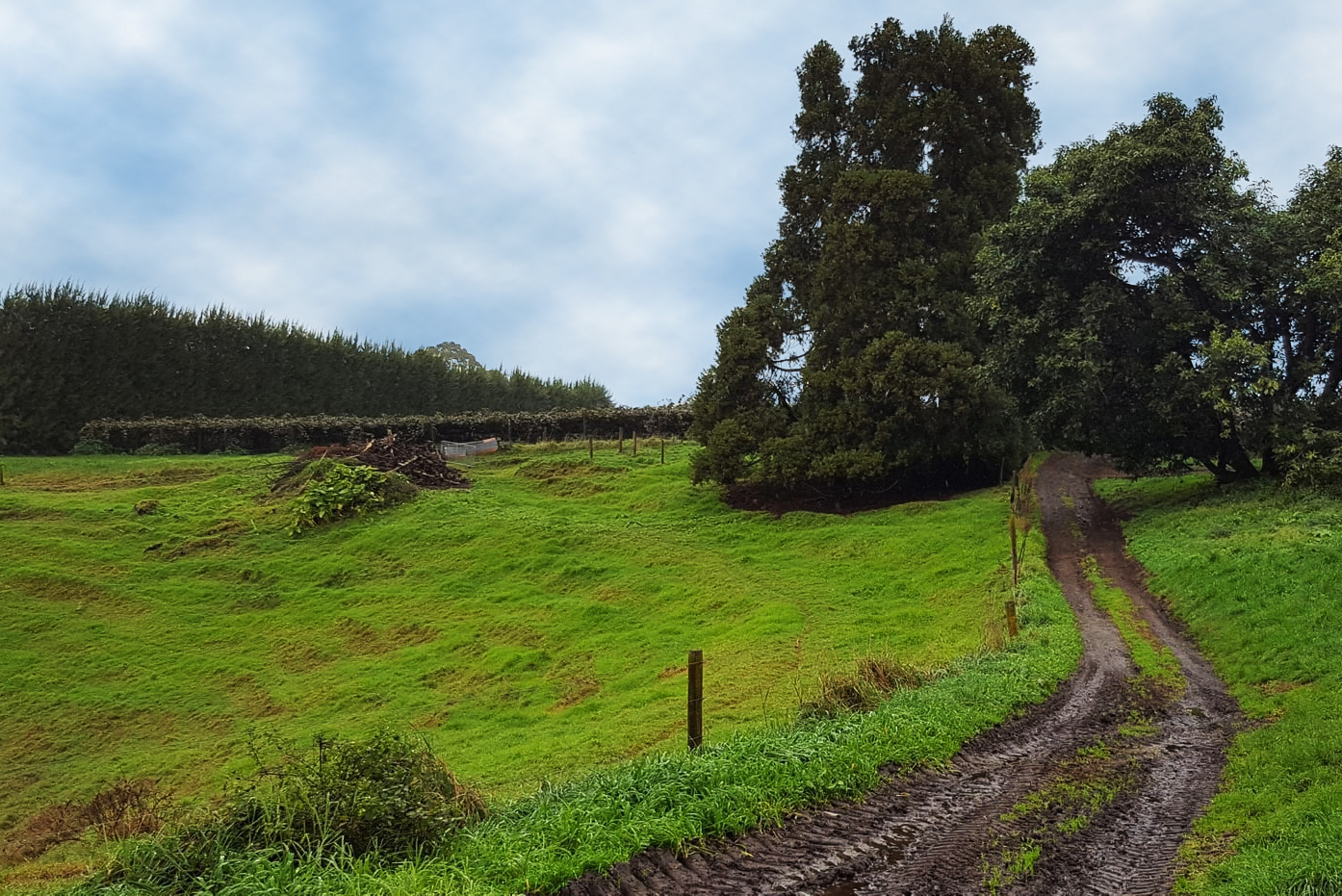 Photo of Te Whanake orchard undergoing improvements