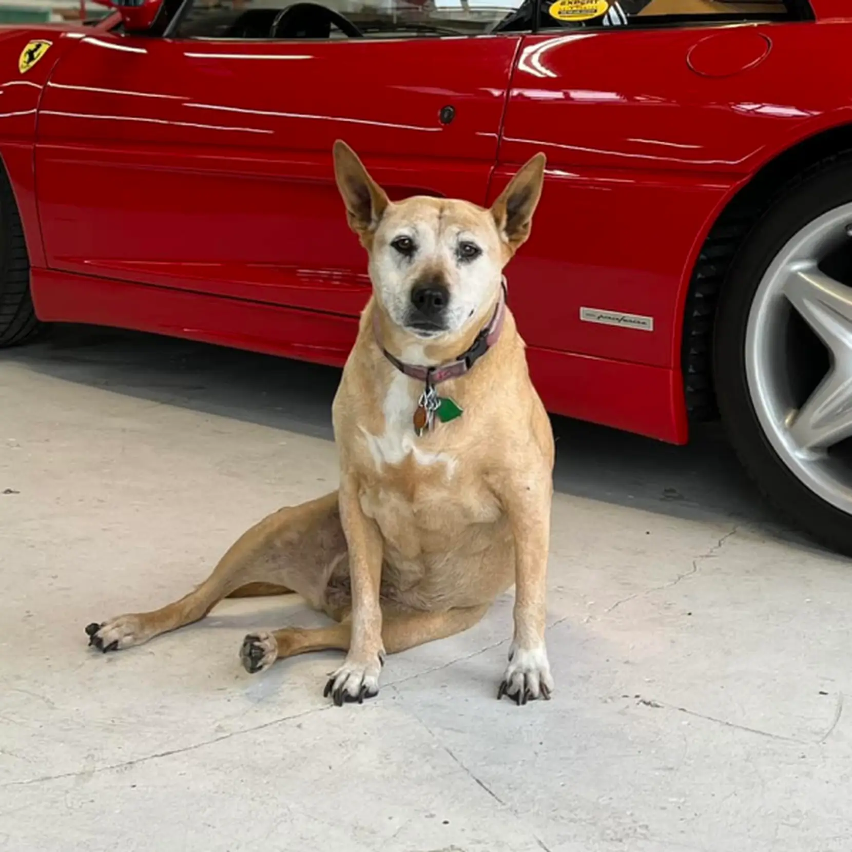 image of a car enthusiast examining a vehicle