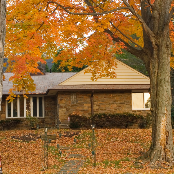 A tree in Autumn in front of a house