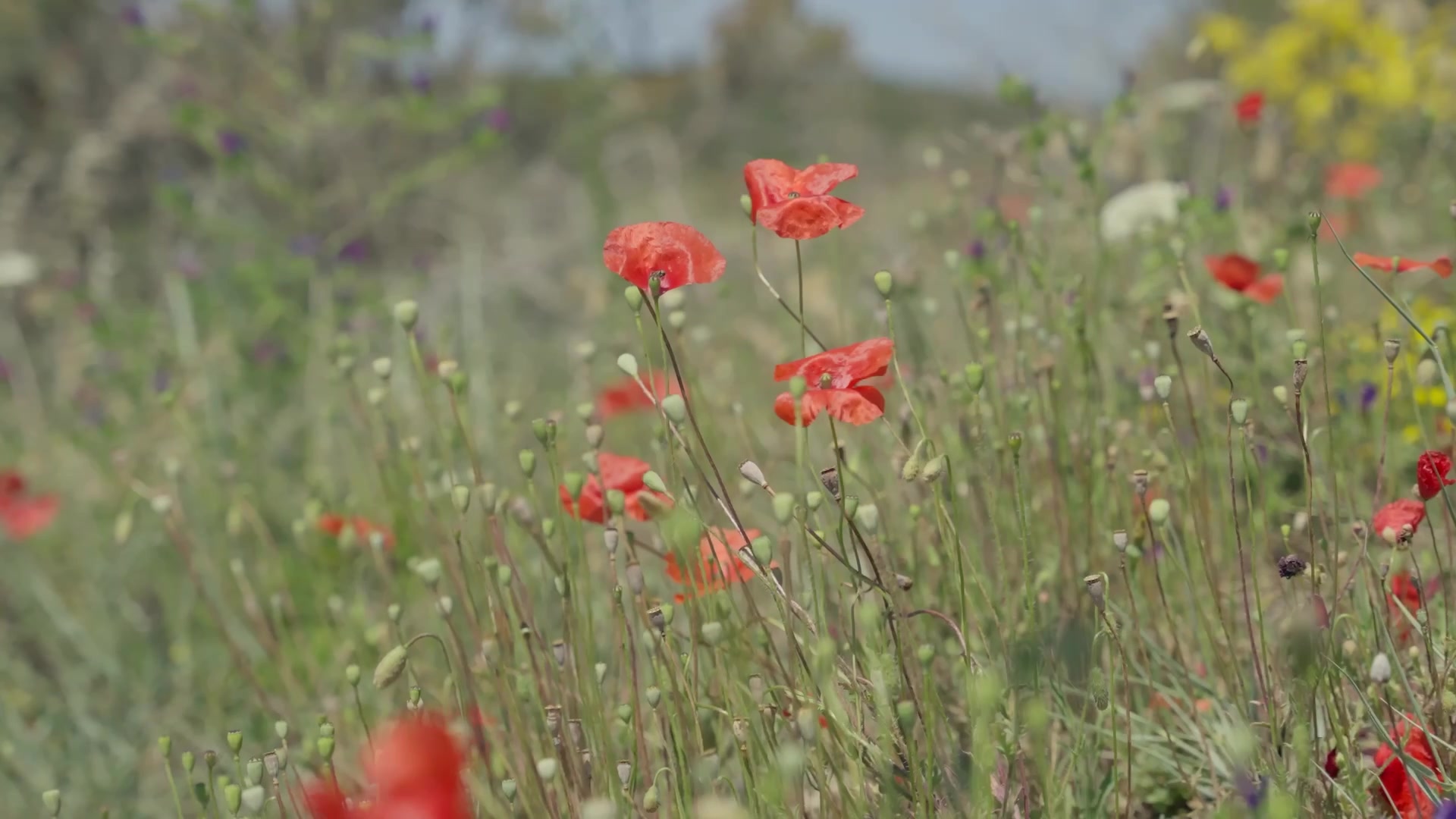 Coquelicots en bord de sentier, décor naturel du tournage Peloton dans le Sud de la France