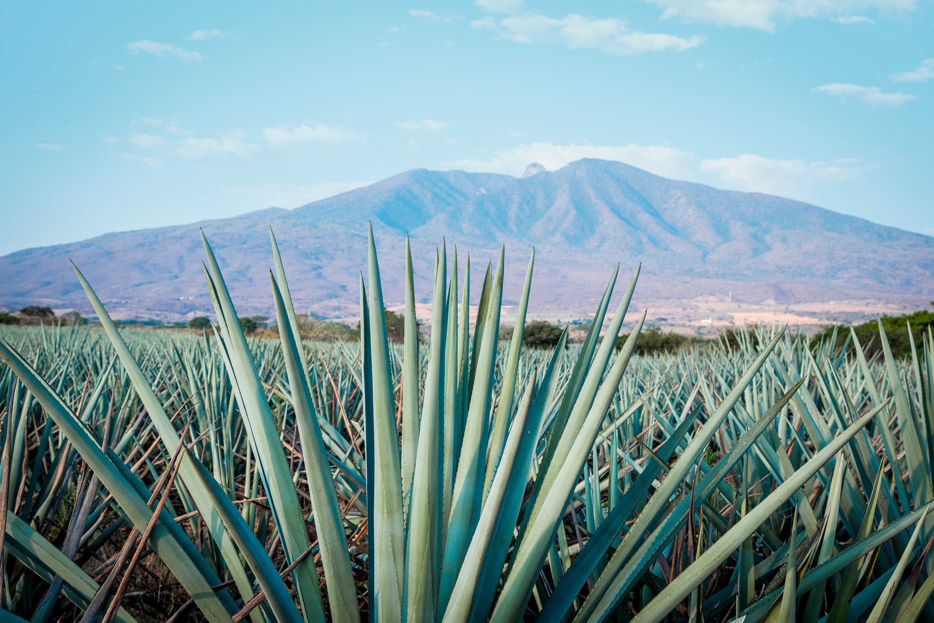Agave plants in field with mountain in distance