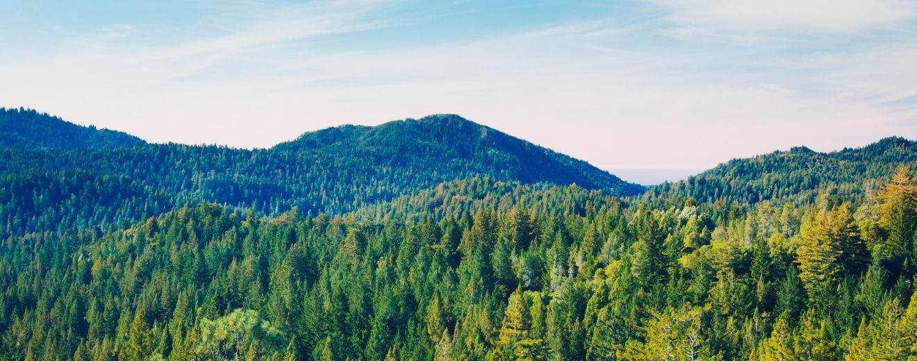 Unde se duc pădurile României. Scurt inventar al banilor ieșiți de sub drujbele austriecilor de la Schweighofer