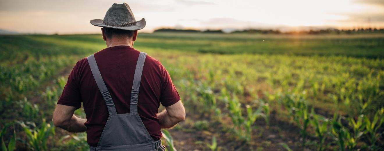 Fenomenul de monopol se instalează în agricultura românească. Cauze și zone în care acesta devine tot mai frecvent