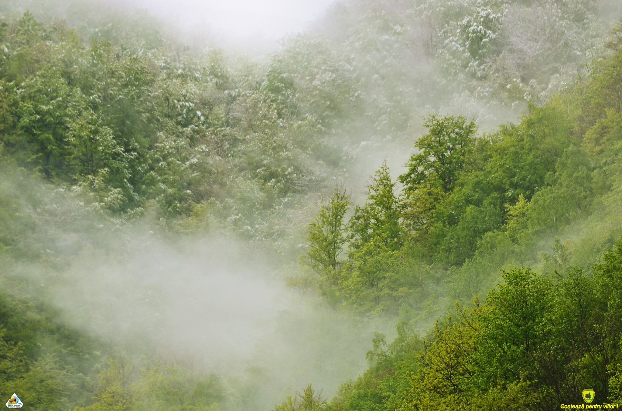 Schemă de ajutor de stat în valoare de 84,5 milioane de euro pentru proprietarii de terenuri forestiere. A fost publicat ghid