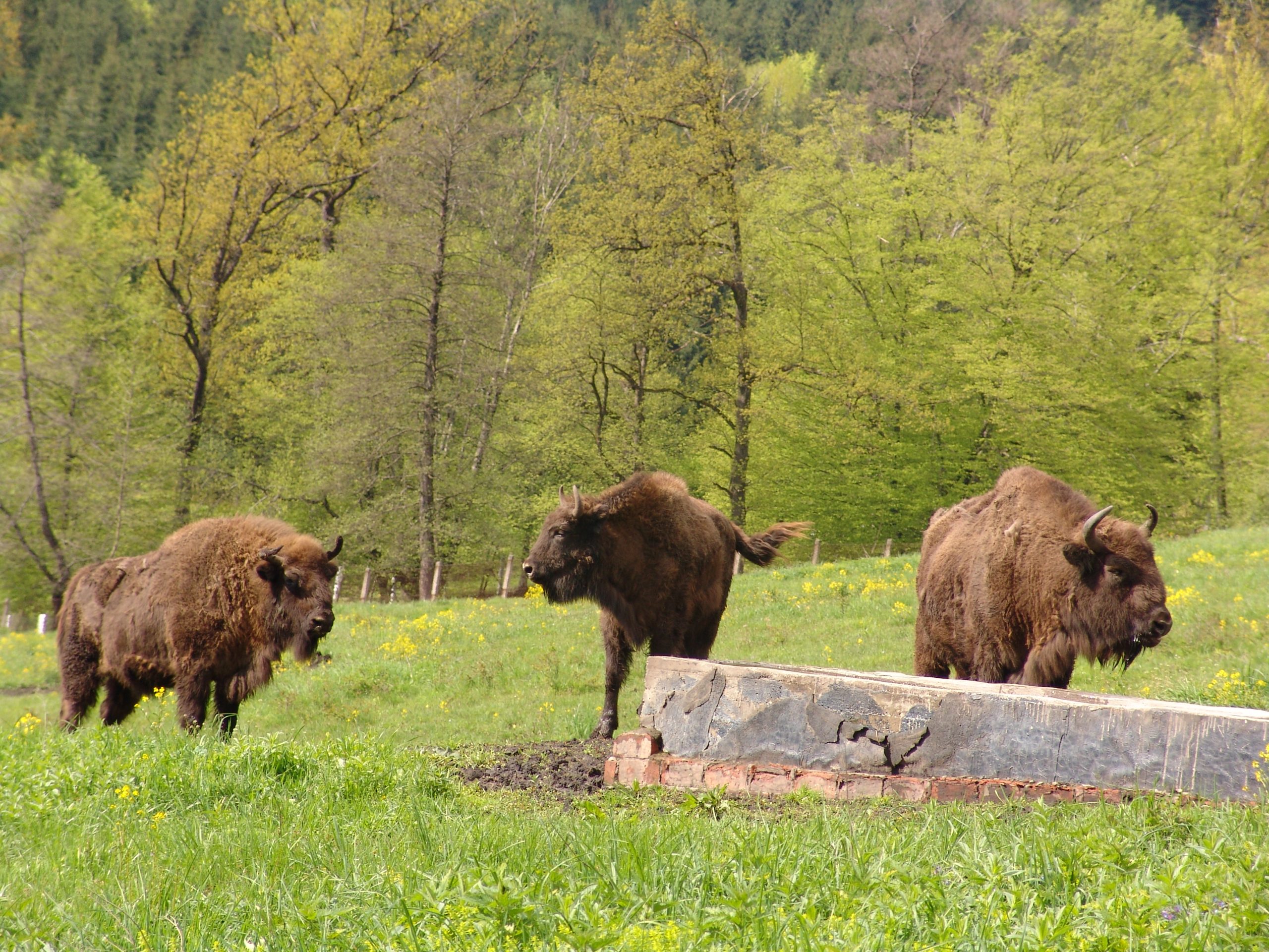 Afacerile din Ținutul Zimbrului. Vânători-Neamț, sat nominalizat să intre în lista Best Tourism Villages în 2024