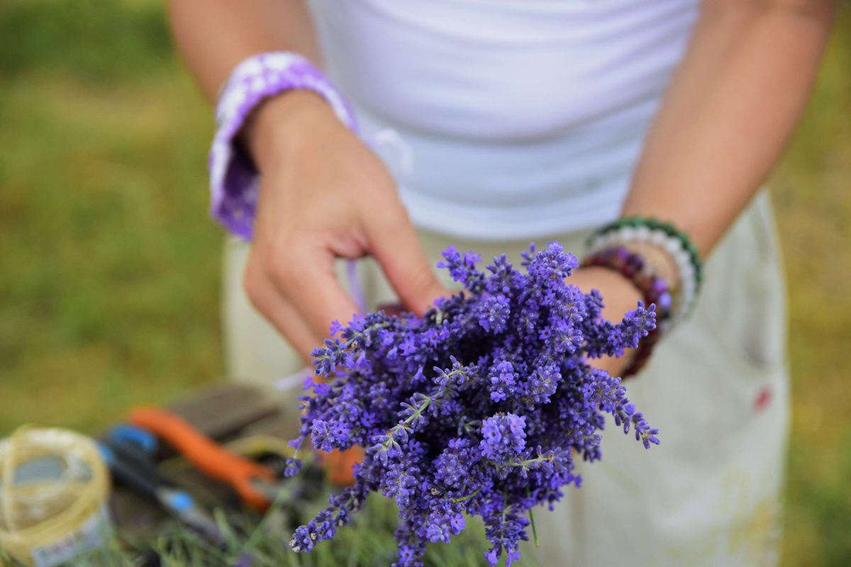 Cum se crește o afacere cu lavandă în România. Povestea „Grădinii de lavandă”