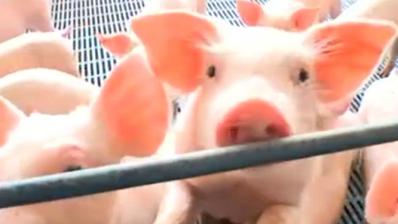 Economica.net | „Este suficientă carne de porc românească”